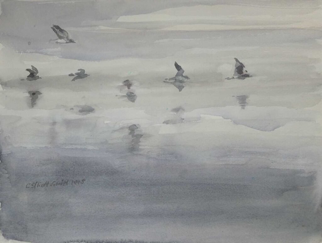 Oregon Sea Gulls